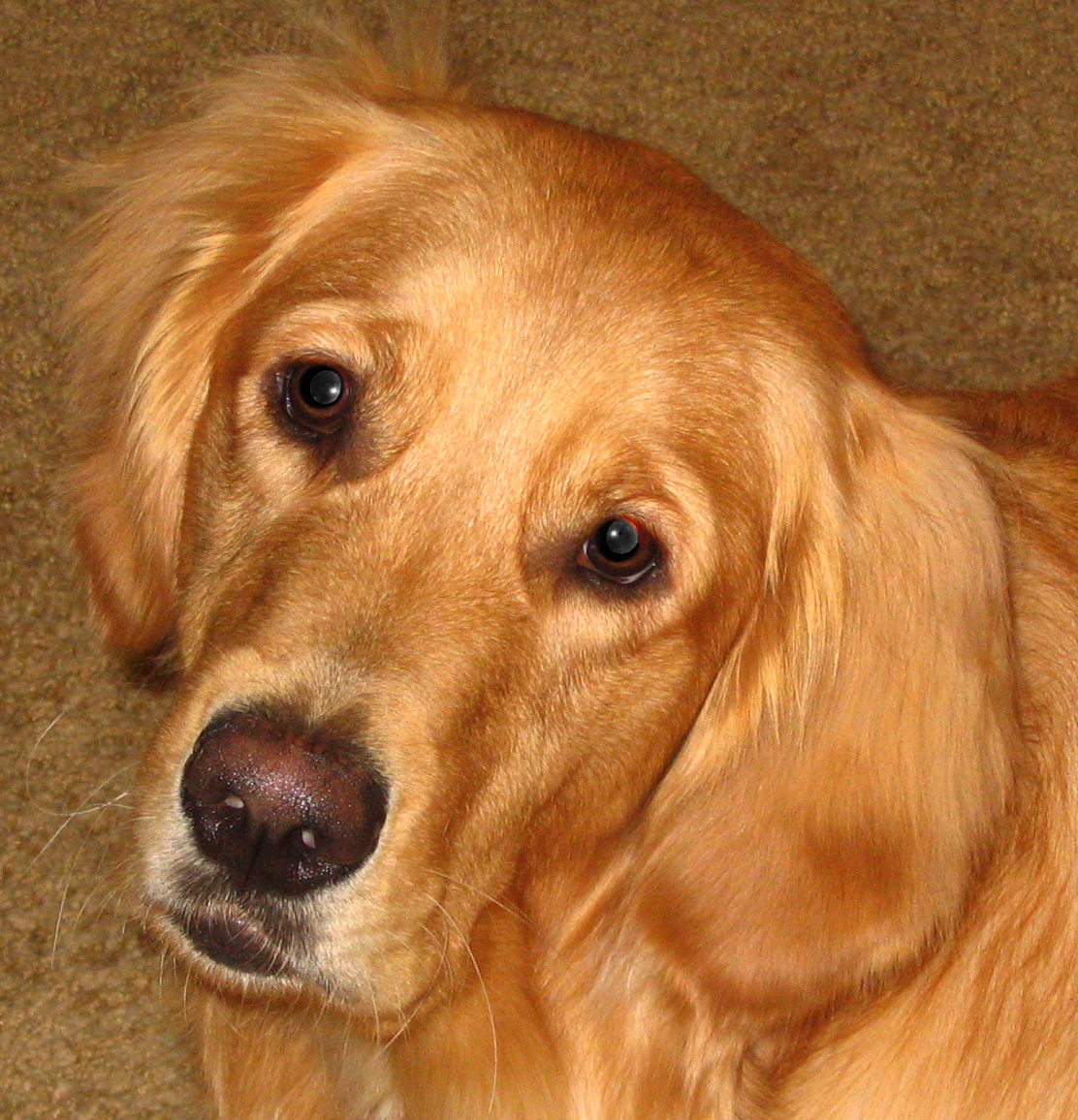 10 Tips For Successfully Communicating With Your Dog  